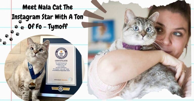 Meet Nala Cat The Instagram Star With A Ton Of Fo - Tymoff